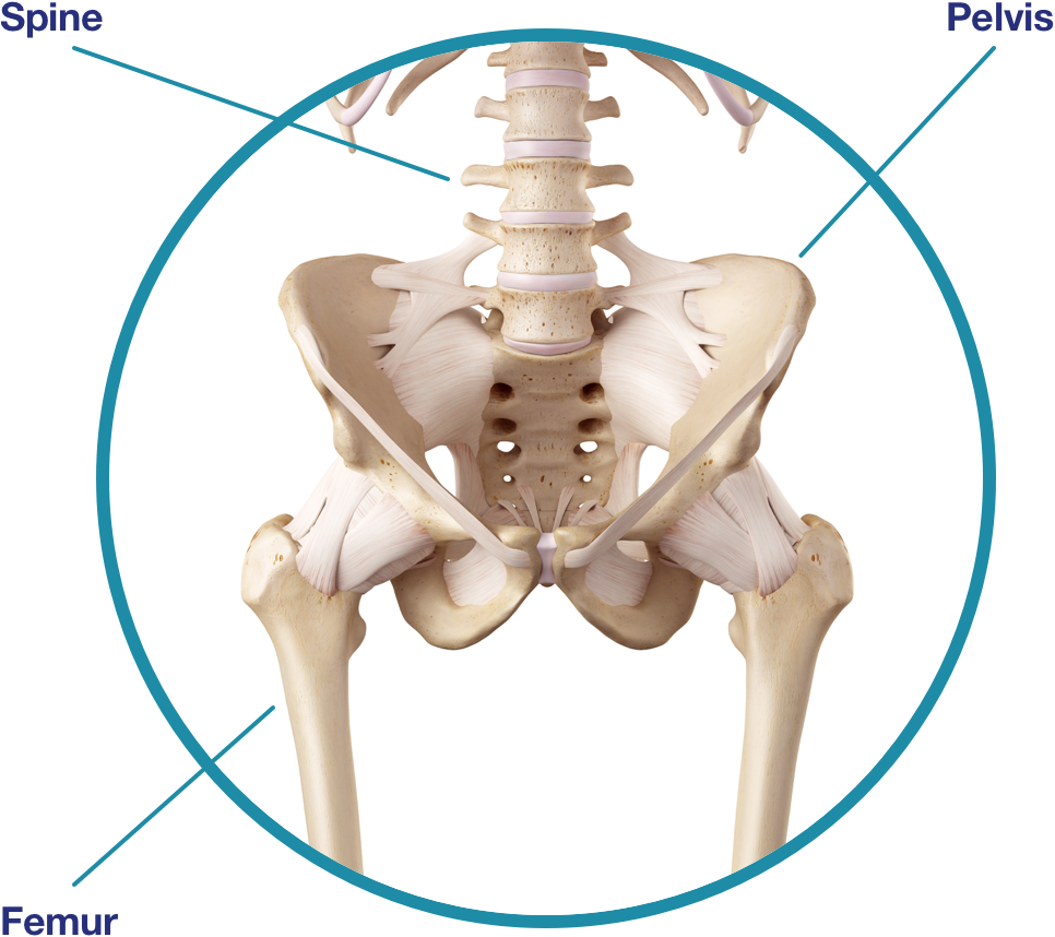 An image of pelvis